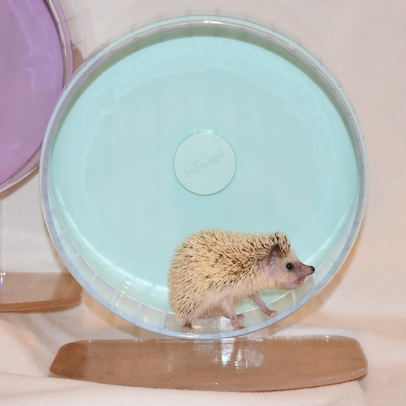 Exercise Wheel 12" suitable for hedgehog, hamster, gerbils, mice and small pets - Picture 3 of 6